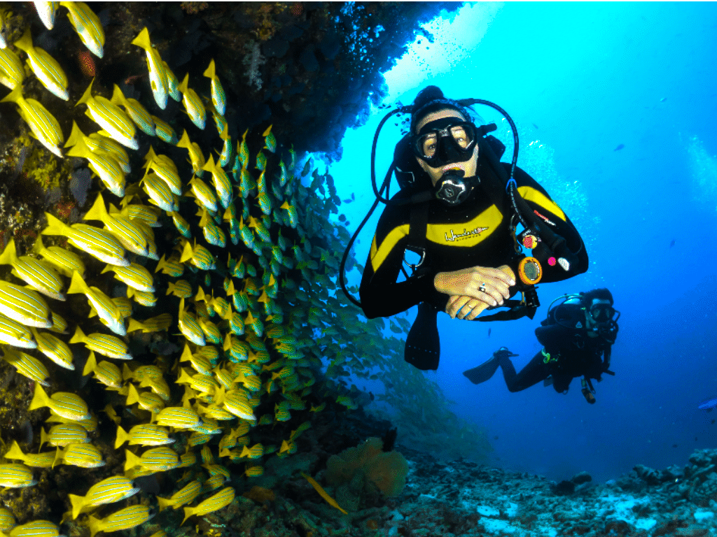 Enjoy world class scuba diving with year-round sightings of marine megafauna, such as whale sharks and manta rays.